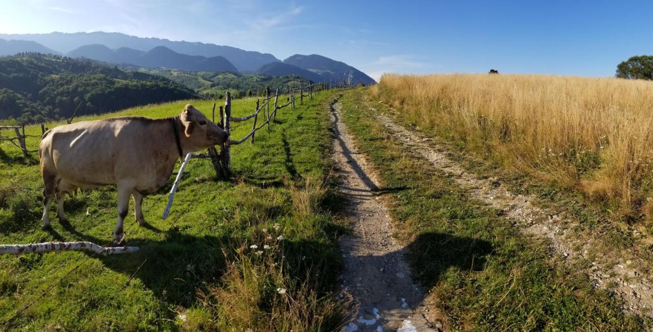 Pensiunea Tabacaru Peştera Dış mekan fotoğraf