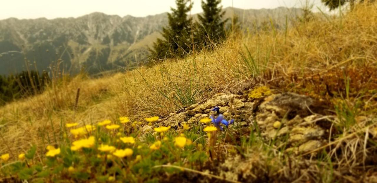 Pensiunea Tabacaru Peştera Dış mekan fotoğraf